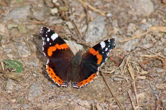 170921 Red admiral (4)