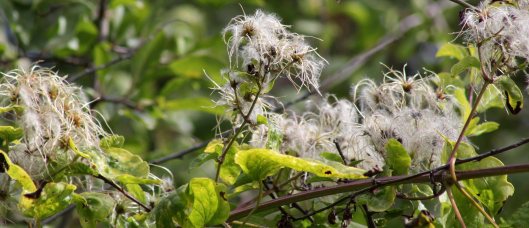 170922 Travellers joy (1)