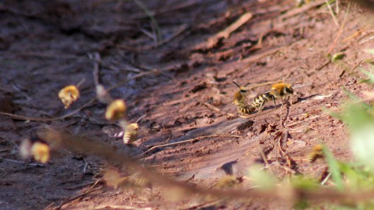170924 Ivy bees Colletes hederae (1)