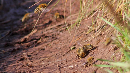 170924 Ivy bees Colletes hederae (2)