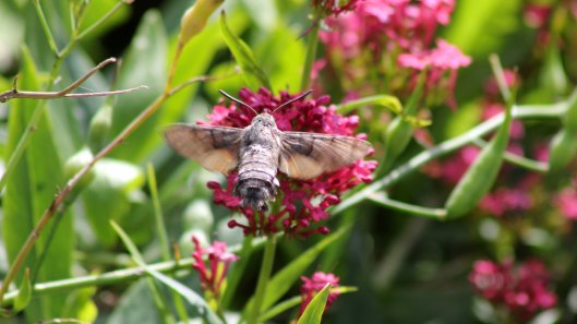 170925 Humming-bird Hawk-moth (3)