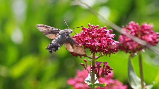 170925 Humming-bird Hawk-moth (4)