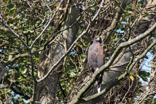 171001 Harris's hawk (4)