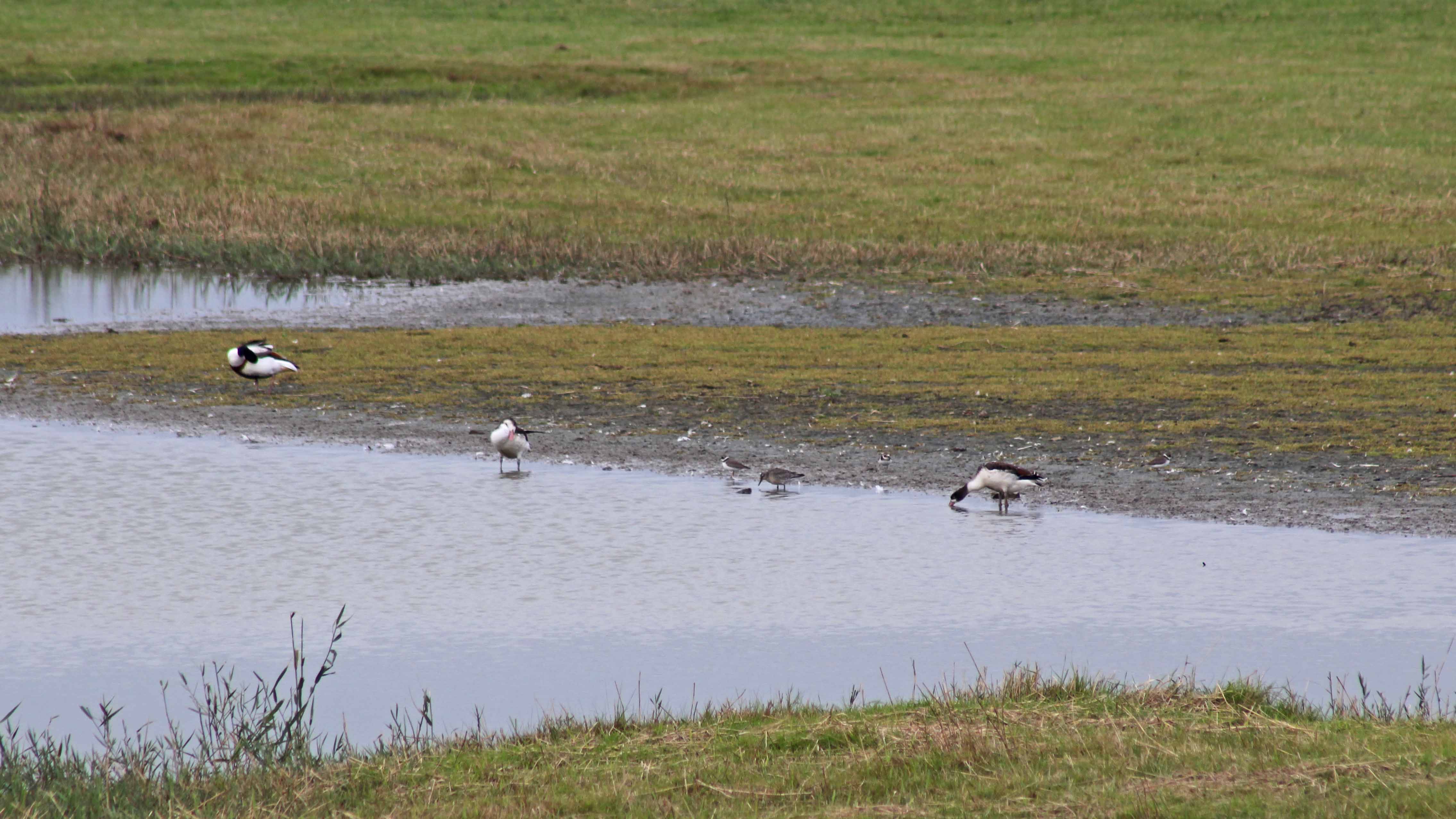 190728 1 shelduck knot ringed plover