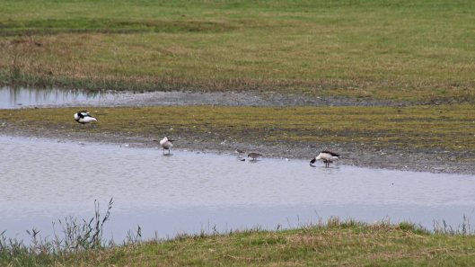 190728 1 shelduck knot ringed plover