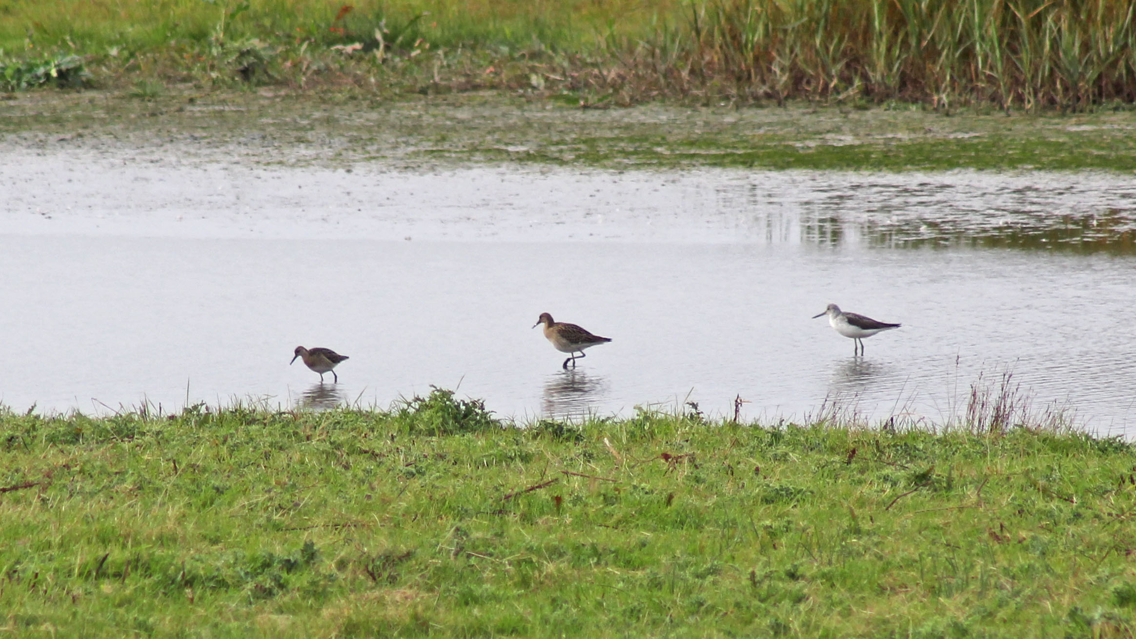 190728 3 ruff greenshank