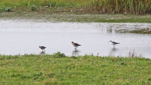 190728 3 ruff greenshank