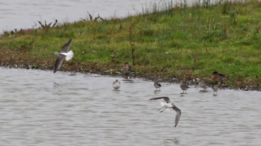 190728 4 spotted redshank dunlin greenshank flying
