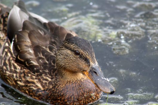 190728 8 mallard female