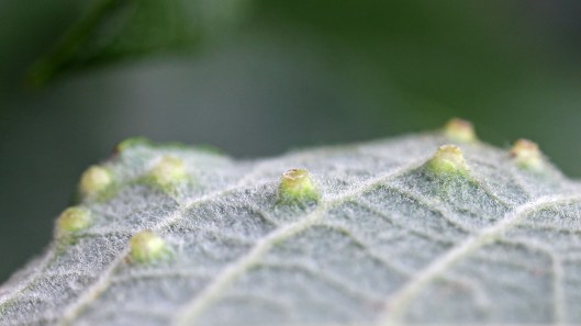171003 Iteomyia capraea on Salix capraea (1)
