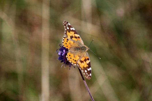 171005 Painted lady on Devil's-bit scabious