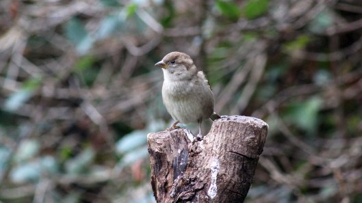 171011 House sparrows (1)