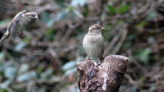 171011 House sparrows (2)