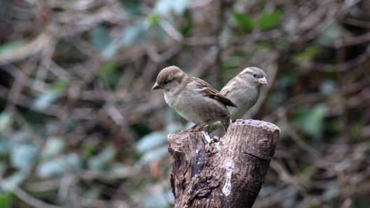171011 House sparrows (3)