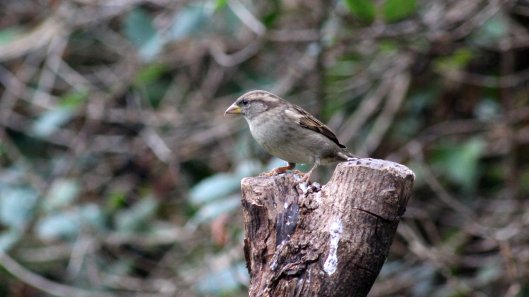 171011 House sparrows (5)