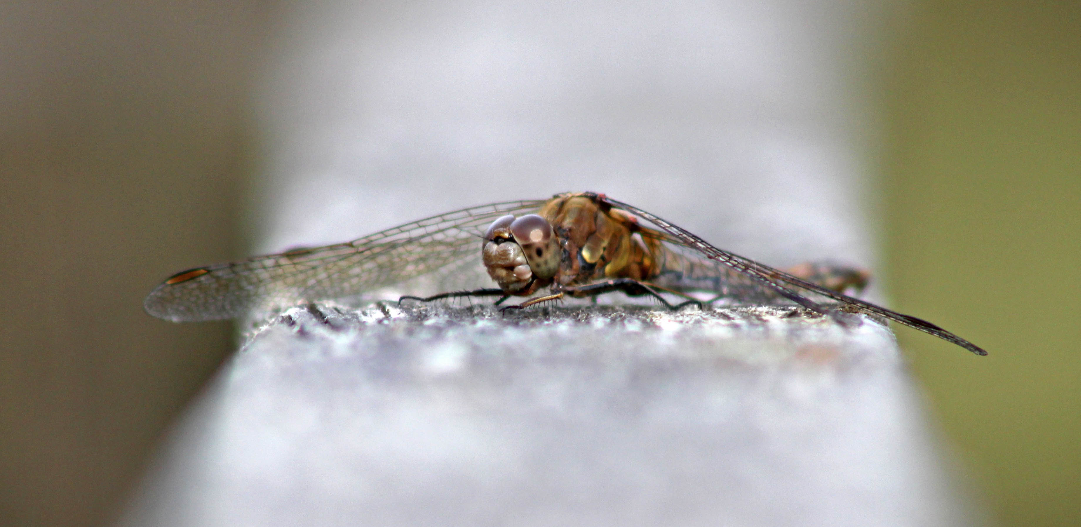 171012 Common darter (3)