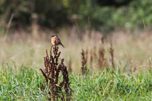 171015 Stonechat (1)