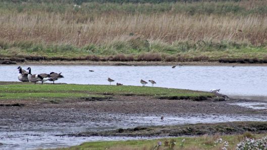 171019 Various birds