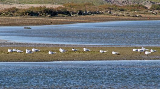 171021 Med gulls Sandwich terns
