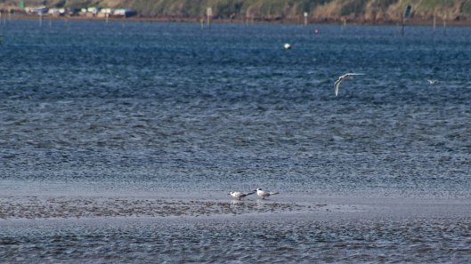 171021 Sandwich terns