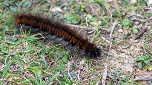 171022 Fox moth caterpillar