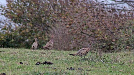 171023 Pheasants