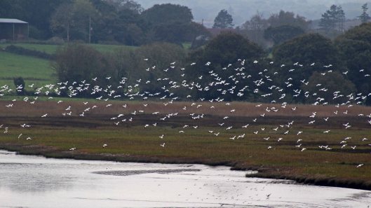 171028 Arne Avocets