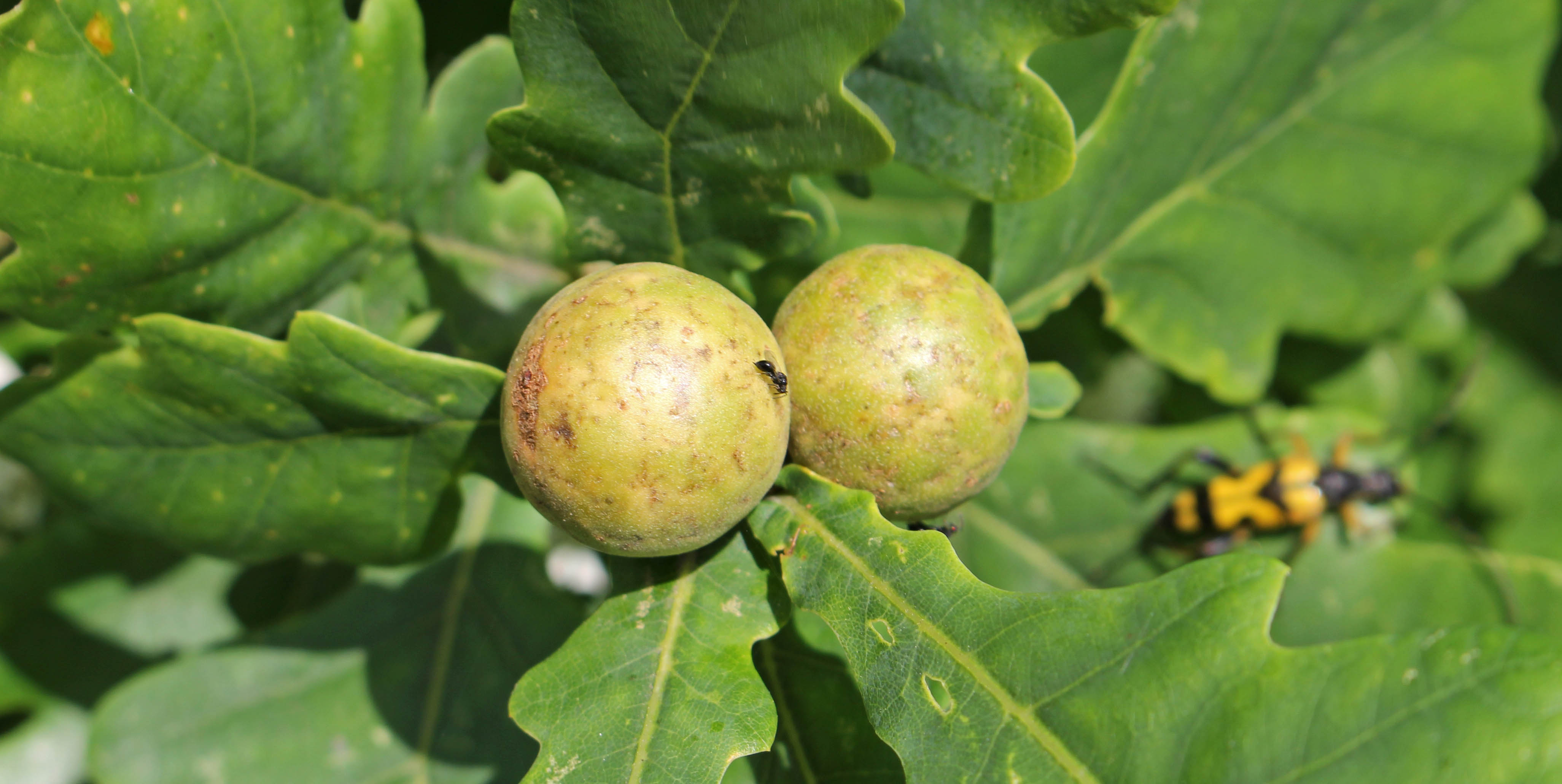 171028 Oak marble gall