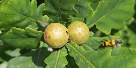 171028 Oak marble gall