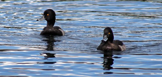 171029 Tufted ducks (a)