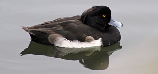 171029 Tufted ducks (h)