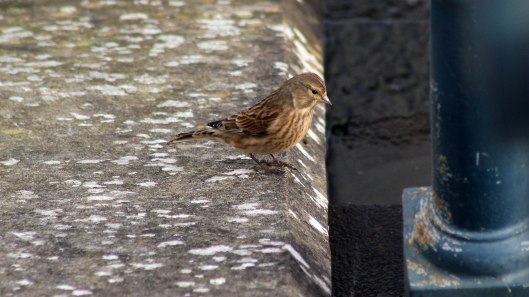 171031h Linnet