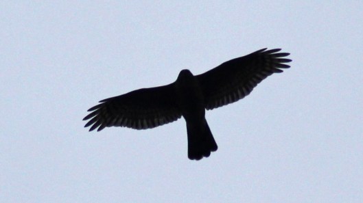 171101 sparrowhawk