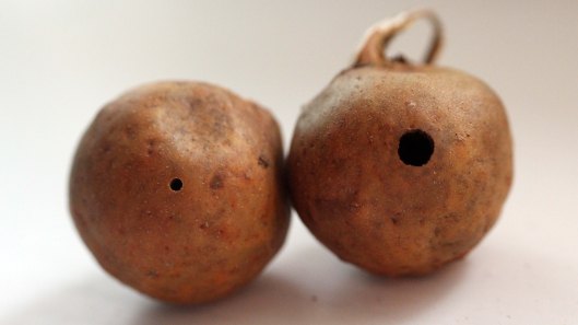 171108 Oak marble gall inhabitants (1)