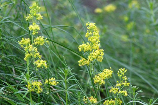 171105 Lady's bedstraw