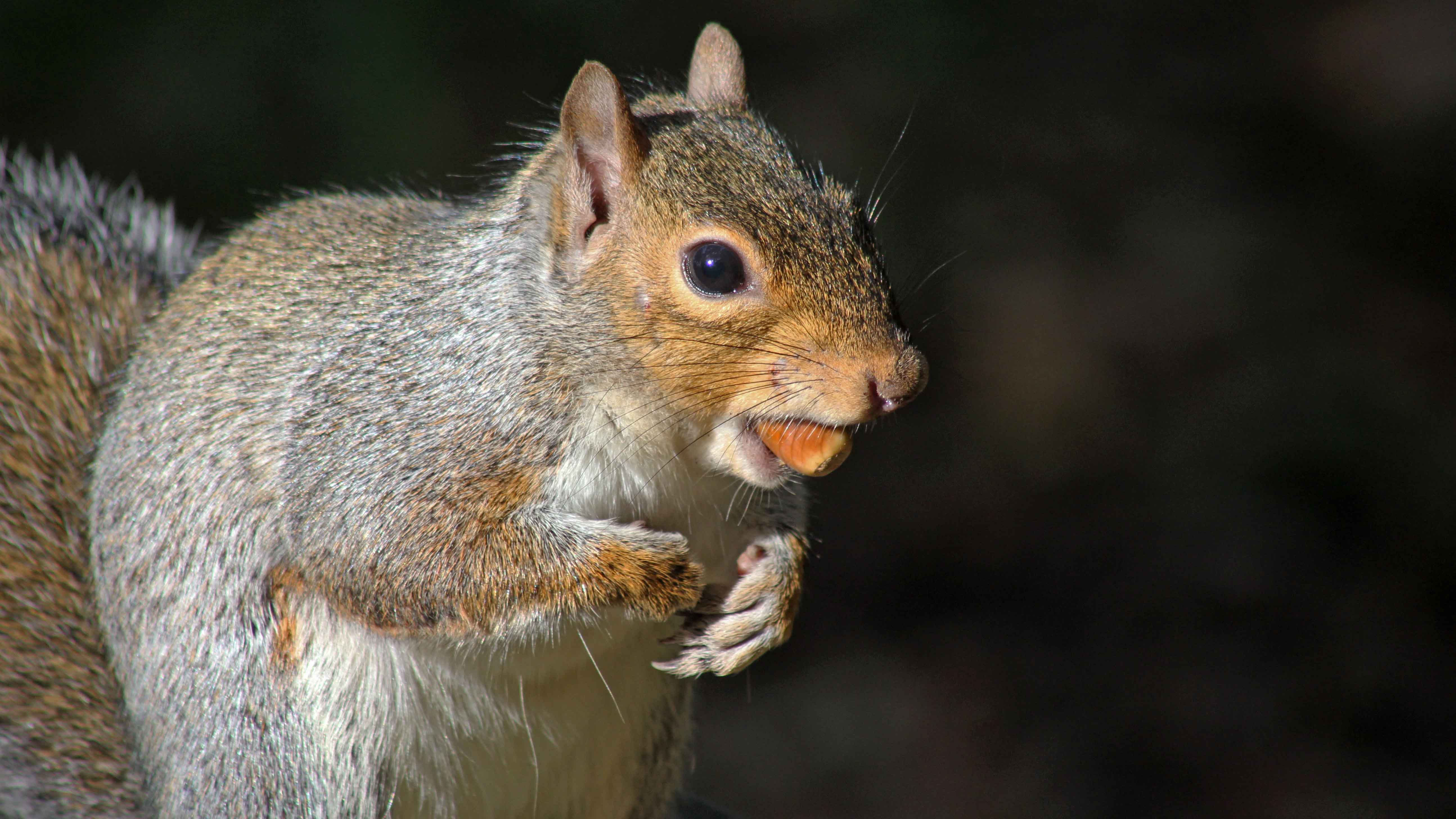 171106 Grey squirrel with acorn