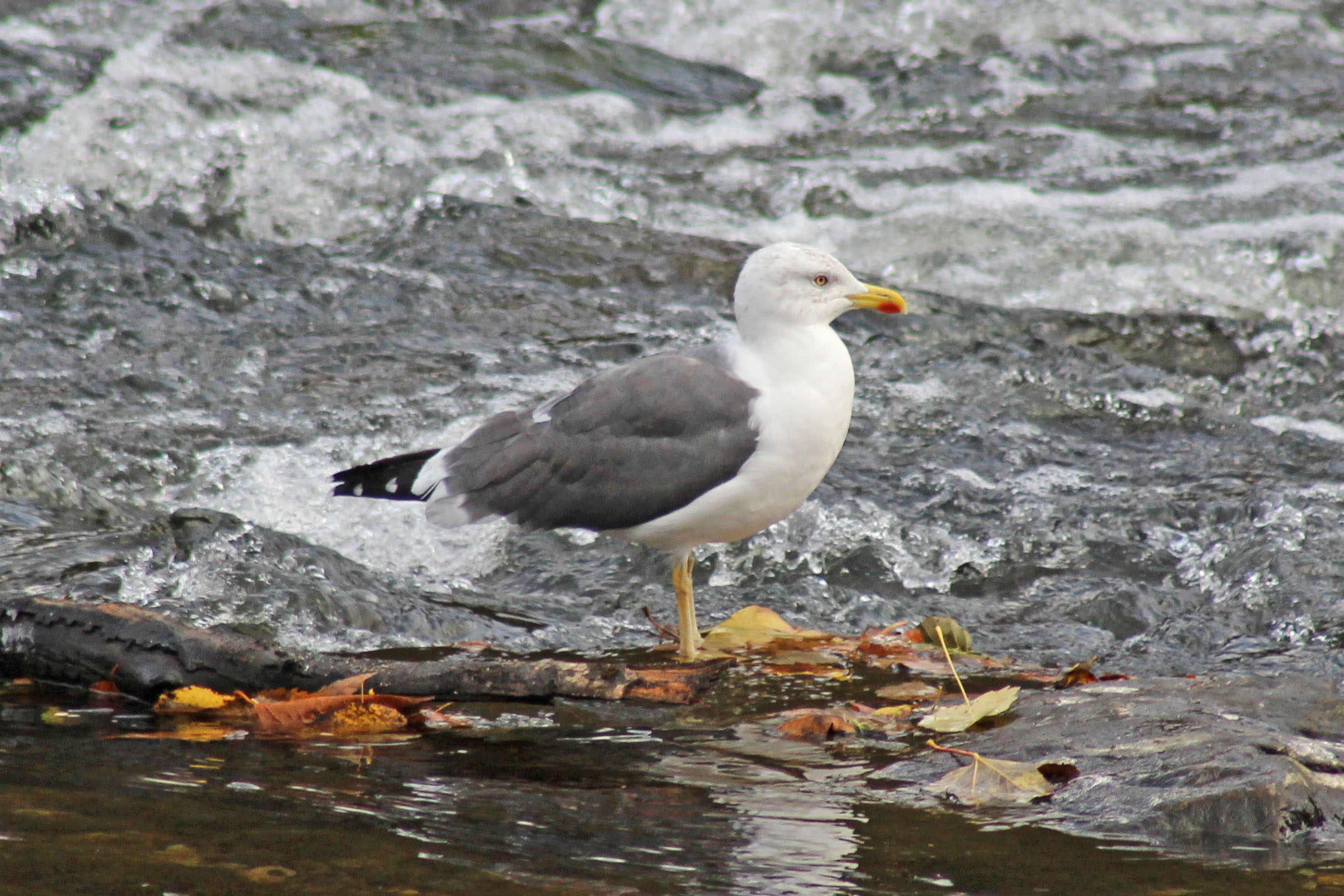 171111 Yellow-legged gull (1)