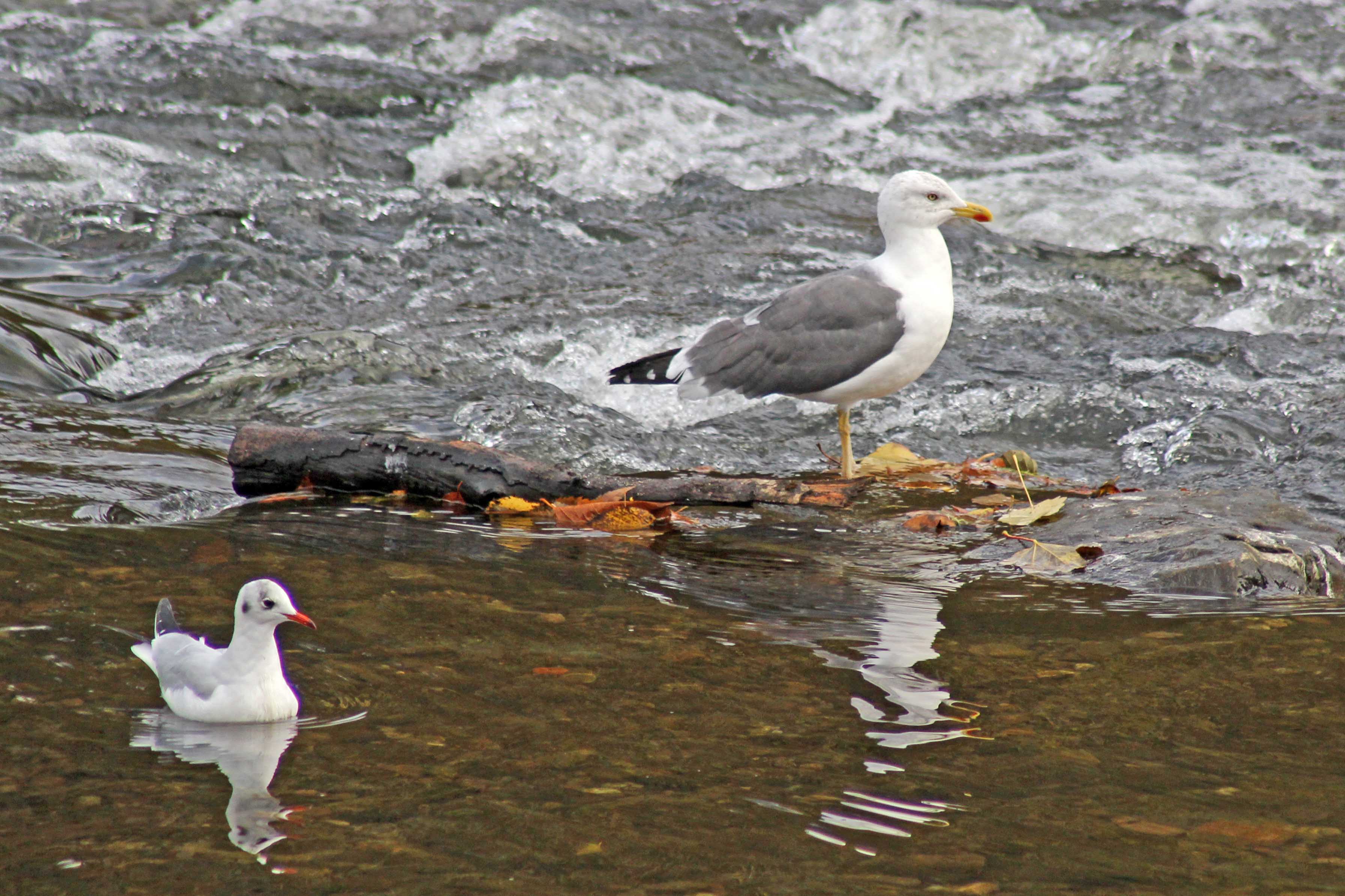 171111 Yellow-legged gull (2)
