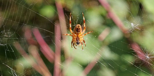 171113 Araneus diadematus Garden spider (7)