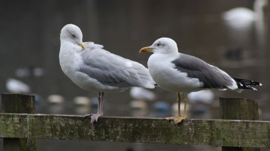 171116 gull chat (1)