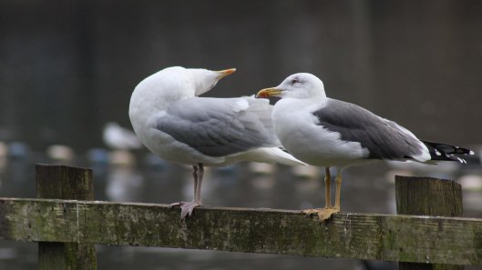 171116 gull chat (4)