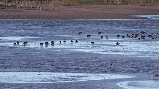 171119 Dawlish Warren (5)