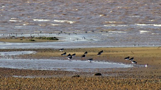 171119 Dawlish Warren (6)