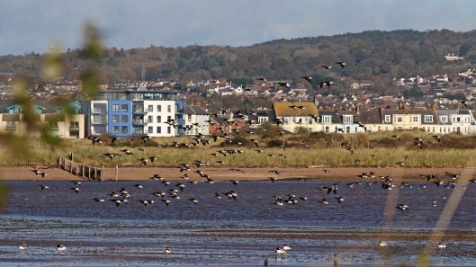 171119 Dawlish Warren (7)