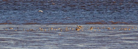 171119 River Exe (2)