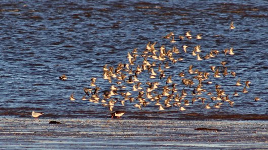 171119 River Exe (5)