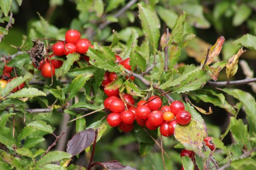 171126 Black bryony berries (2)