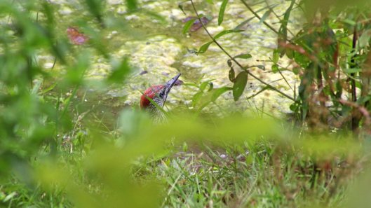 171127 Green woodpecker (1)