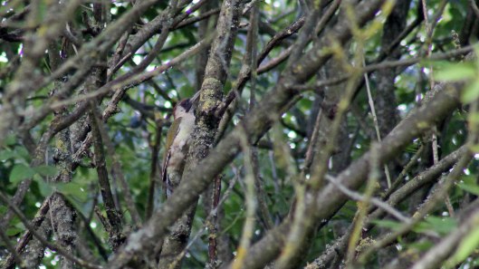 171127 Green woodpecker (3)