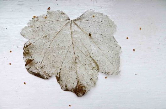 171128 leaf skeletons (1)